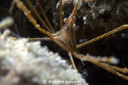Yellowline Arrow Crab on the Fish Camp Rocks off the beac... by Michael Kovach 